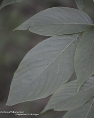 Dendrolobium triangulare