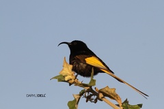 Drepanorhynchus reichenowi