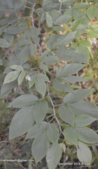 Dendrolobium triangulare