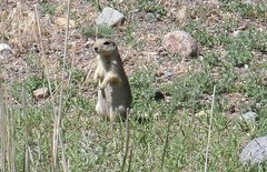 Spermophilus relictus