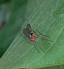 Tanypezidae