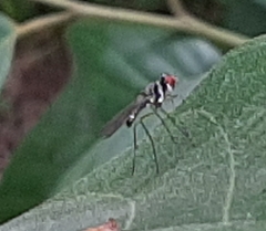 Tanypezidae