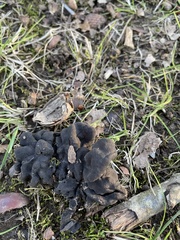 Helvella dryophila
