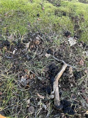 Helvella dryophila