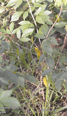 Dendrolobium triangulare