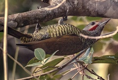 Colaptes auricularis