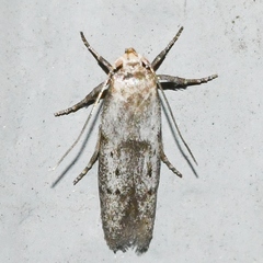 Hypatopa punctiferella