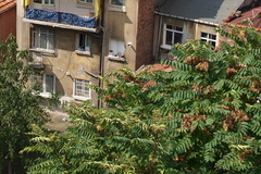 Ailanthus altissima
