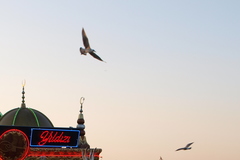 Laridae