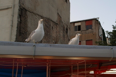Larus michahellis