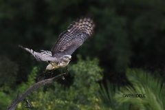 Circaetus fasciolatus