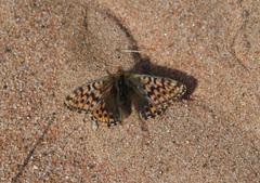 Boloria alaskensis