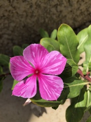 Catharanthus roseus