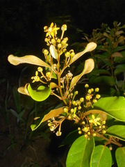 Heteropterys chrysophylla