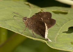 Murgaria albimargo