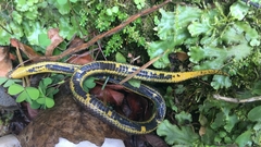 Atractus
