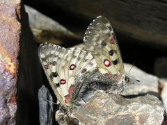 Parnassius tianschanicus