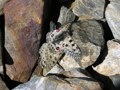 Parnassius tianschanicus