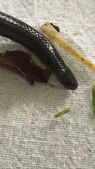 Atractus