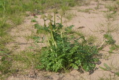 Cnidium cnidiifolium