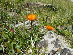 Erigeron aurantiacus