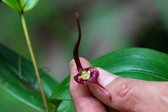 Pleurothallis ruberrima