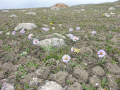 Erigeron heterochaeta