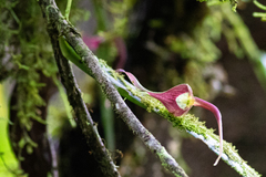 Pleurothallis ruberrima