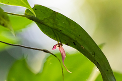 Pleurothallis ruberrima