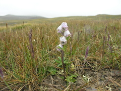 Aconitum rotundifolium