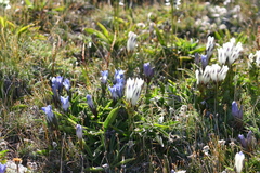 Gentiana tianschanica