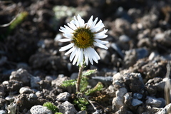Tanacetum richterioides