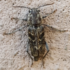 Xylotrechus nauticus