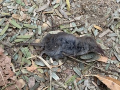 Notiosorex crawfordi