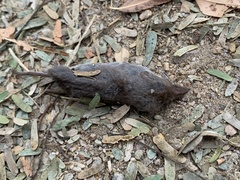 Notiosorex crawfordi