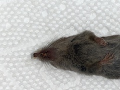 Notiosorex crawfordi