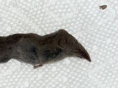 Notiosorex crawfordi