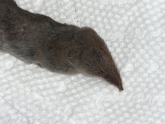 Notiosorex crawfordi