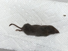 Notiosorex crawfordi