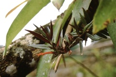Columnea bilabiata