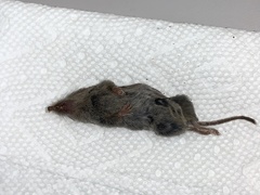 Notiosorex crawfordi