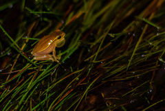 Boana leptolineata