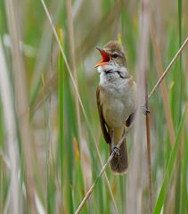Great Reed Warbler photo 3