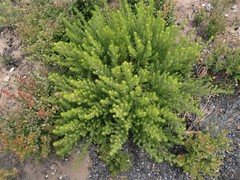 Aspalathus sanguinea