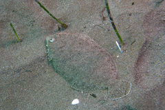 Arnoglossus