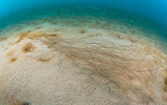 Aglaophenia elongata