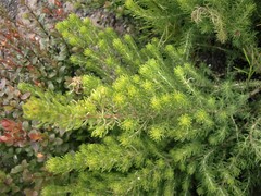 Aspalathus sanguinea