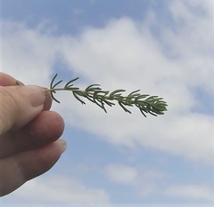 Aspalathus sanguinea