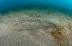 Aglaophenia elongata