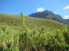 Cliffortia phillipsii